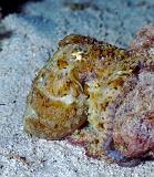 Isla del Coco - 54